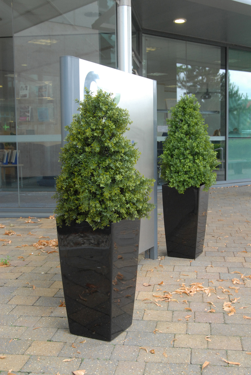 Pyramid Buxus, External Use, Any RAL Colour for Pot