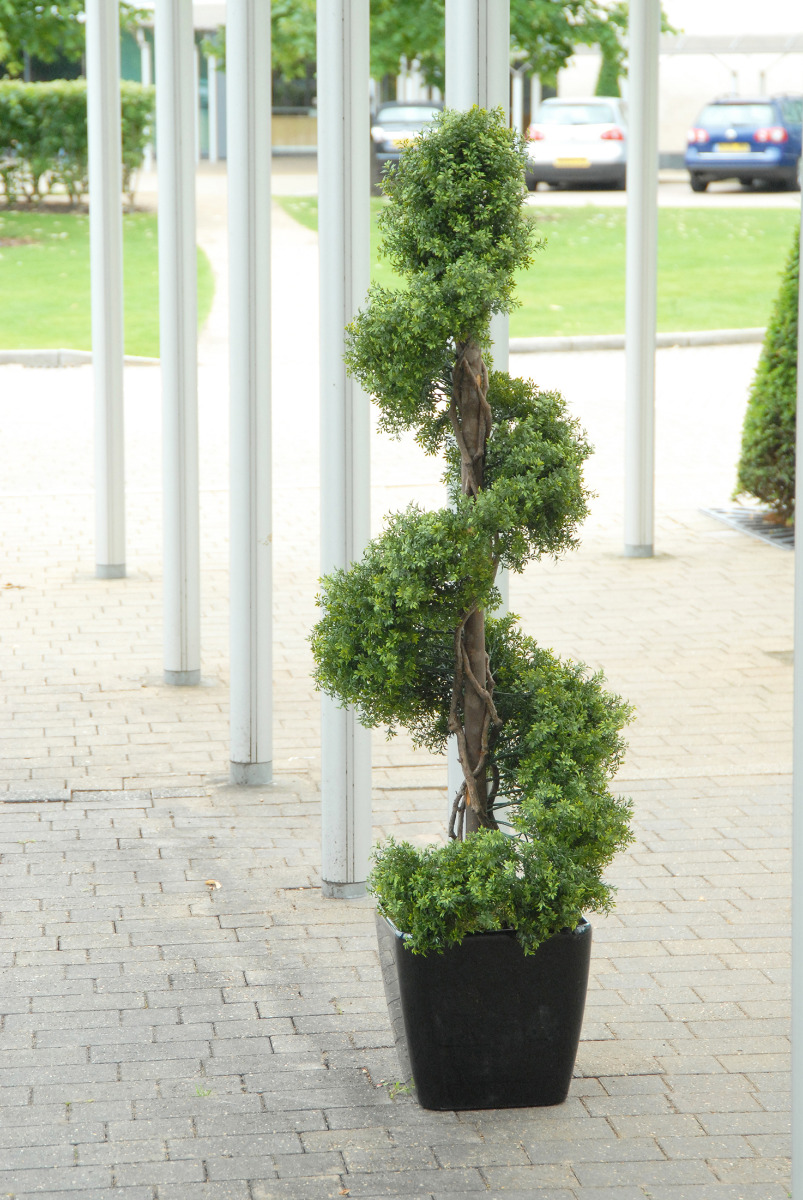Spiral Buxus, External Use, Any RAL Colour for Pot