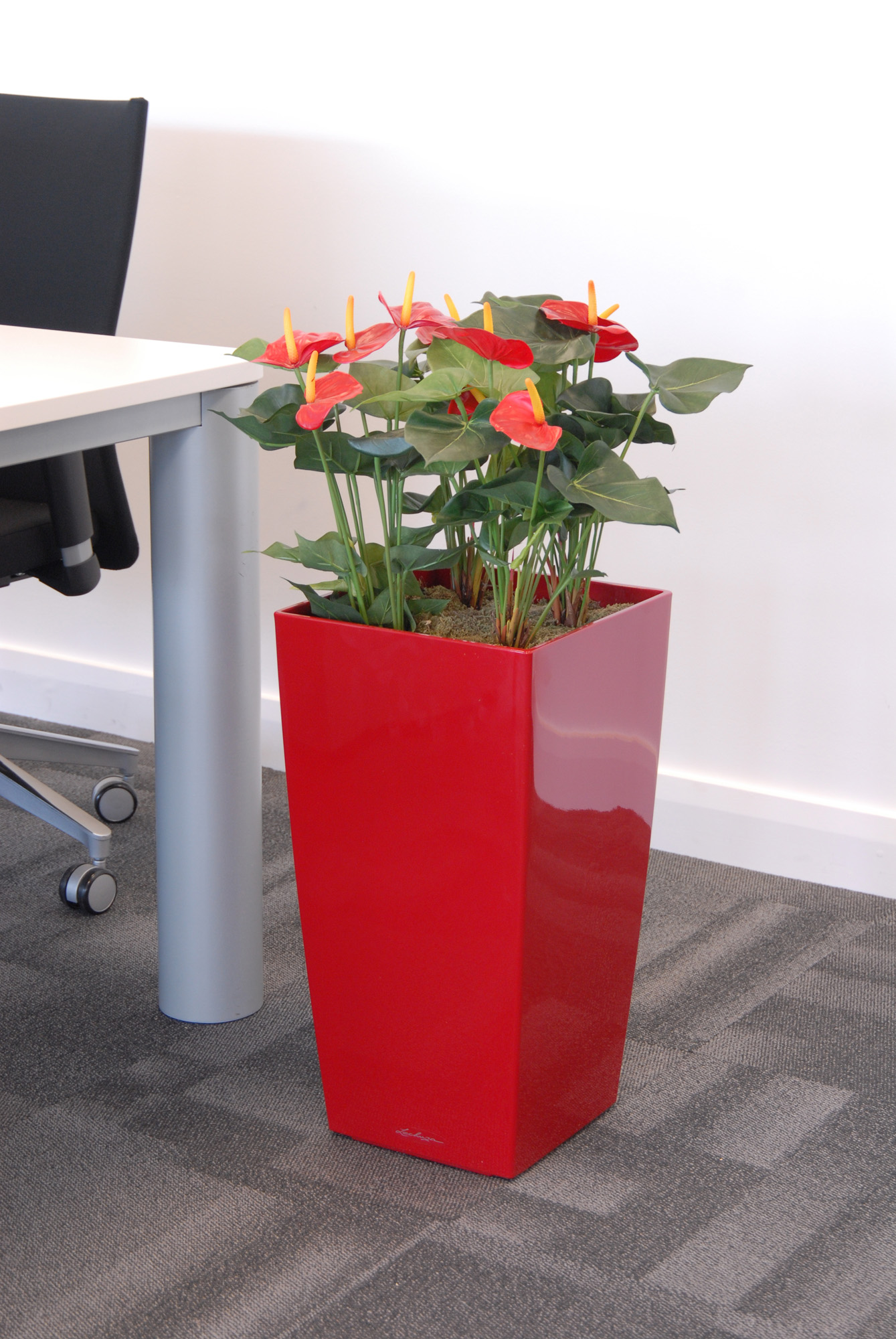 Red Anthurium, Internal Use, Any RAL Colour for Pot